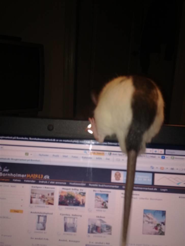 Tamrotte Sylvester billede 11