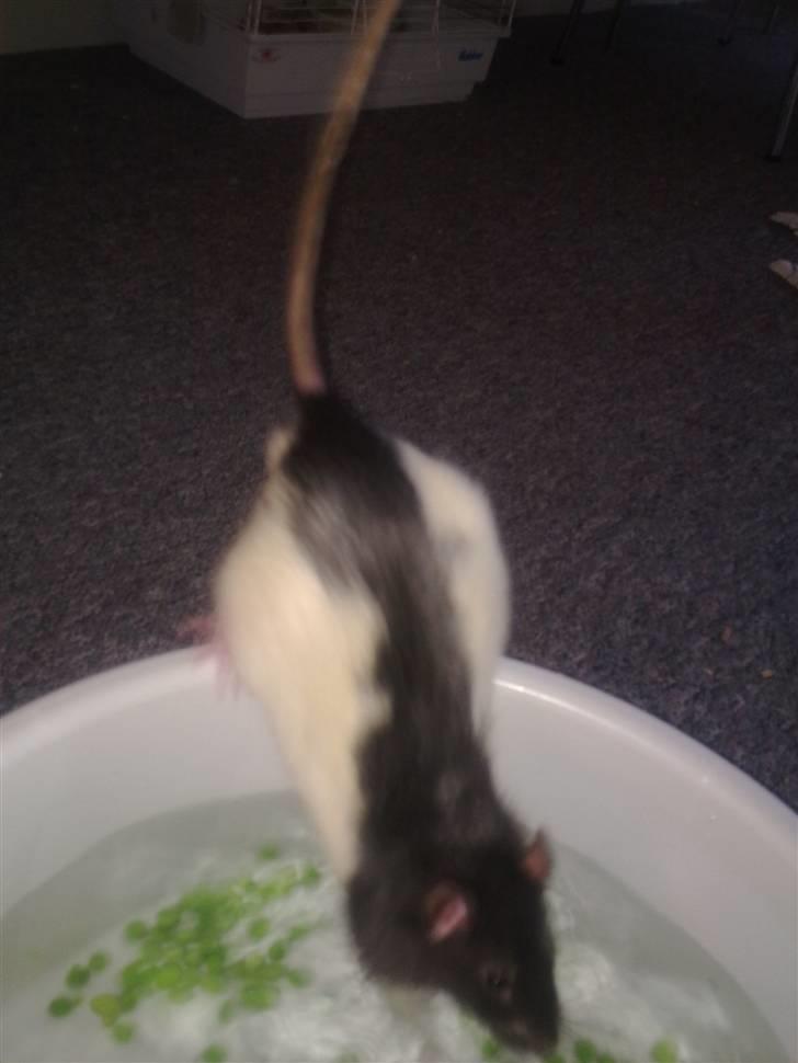 Tamrotte Sylvester billede 12