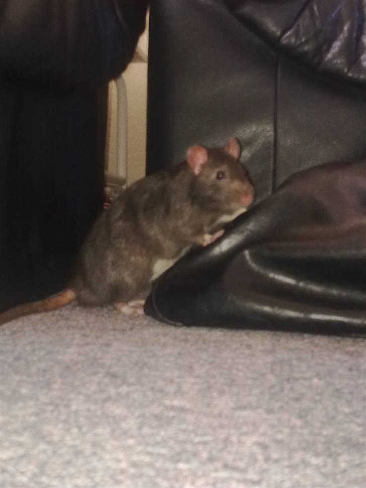 Tamrotte Ventrilo billede 10