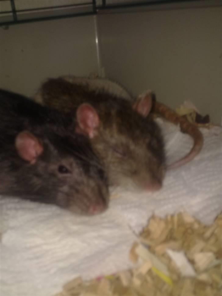 Tamrotte Ventrilo billede 11