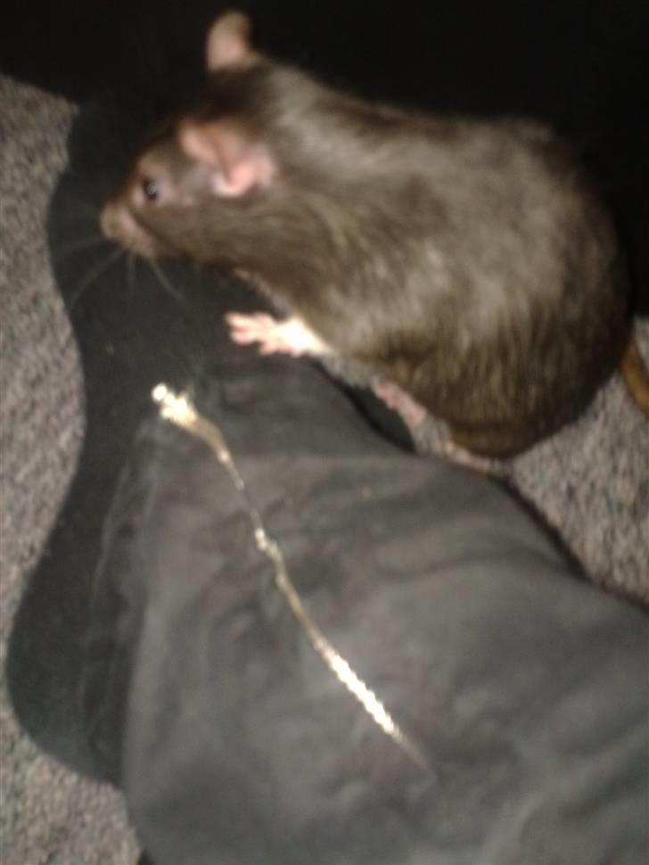 Tamrotte Ventrilo billede 12