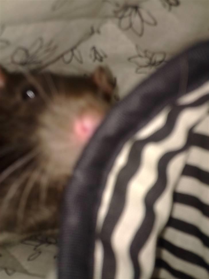 Tamrotte Ventrilo billede 13