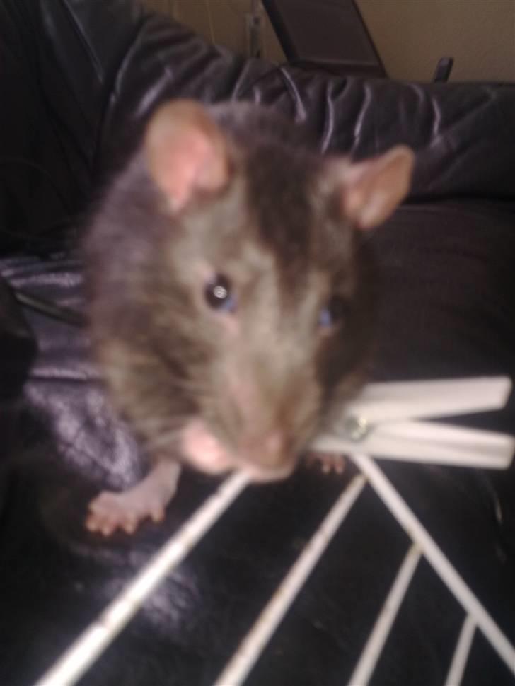 Tamrotte Ventrilo billede 14