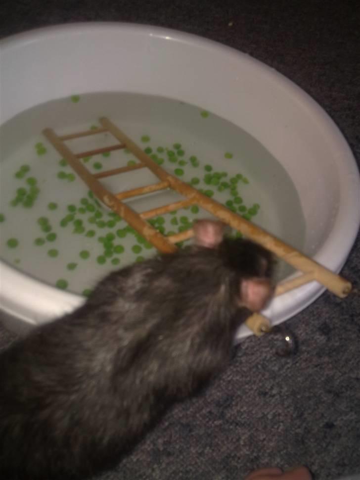 Tamrotte Ventrilo billede 15