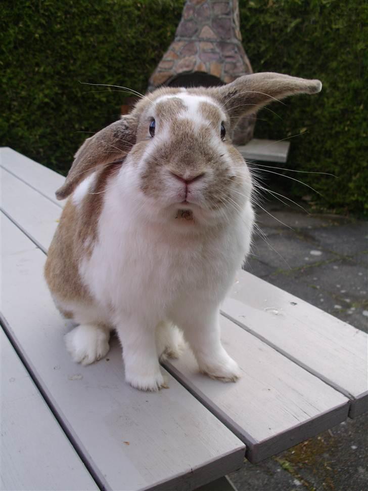 Kanin  - Gucci - Foto: Mig. d. 14-05-11 billede 17