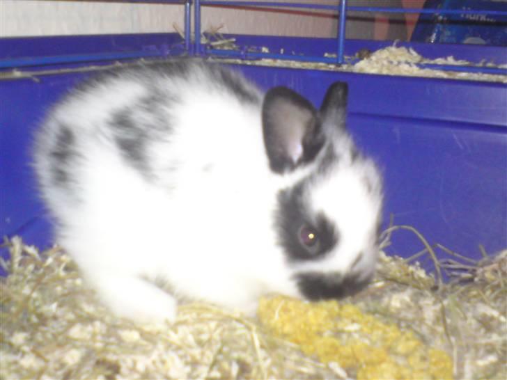 Kanin Jumper *solgt* - jeg er så Jumper.. billede 1