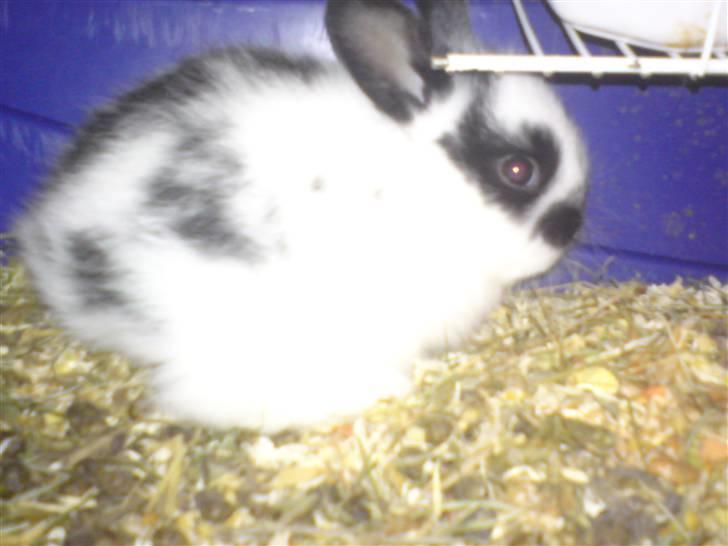 Kanin Jumper *solgt* - der er fart i mig billede 2