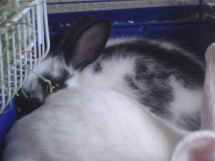 Kanin Jumper *solgt* - er blevet søvning efter alt den hoppen, så jeg tager lige et nap henne ved mor... billede 3