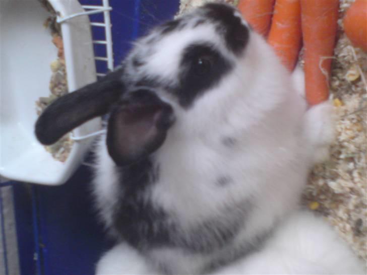 Kanin Jumper *solgt* - hvad er det for dan nogle orange nogle foran mig??? billede 4