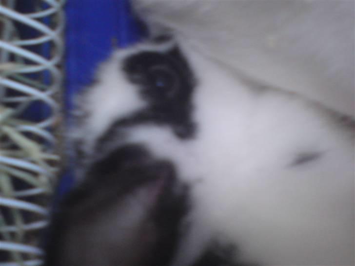 Kanin Jumper *solgt* - så slapper jeg af igen henne ved mor... billede 5