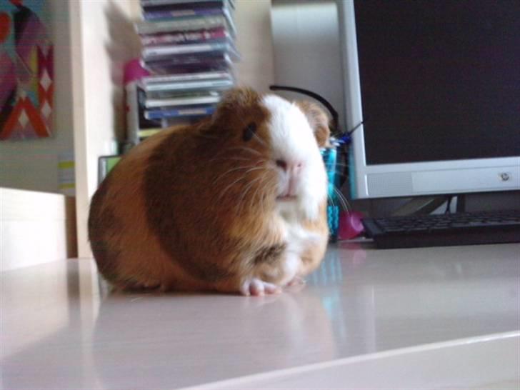 Marsvin Bella billede 1