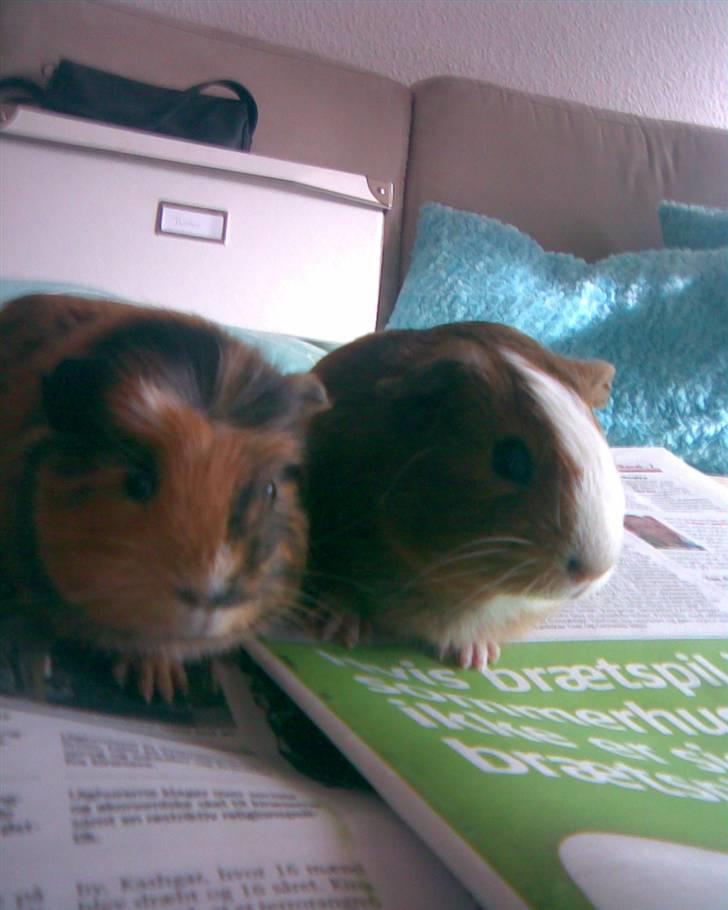 Marsvin Bella billede 2