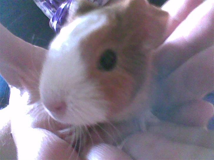 Marsvin Bella billede 3