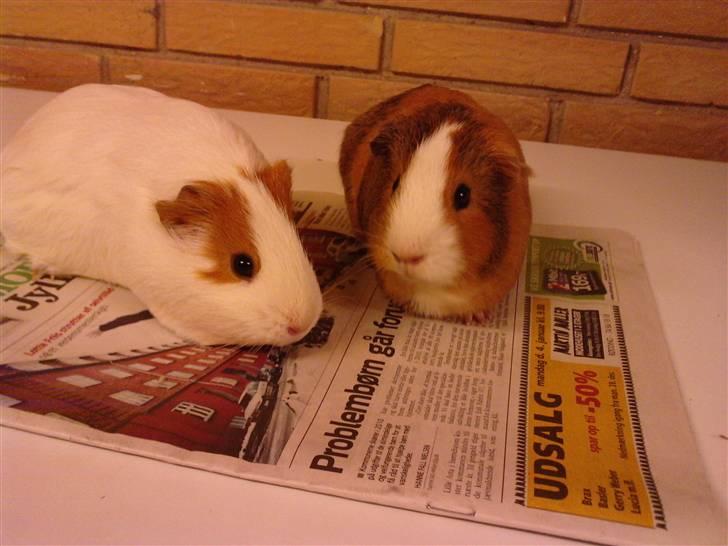 Marsvin Bella billede 4