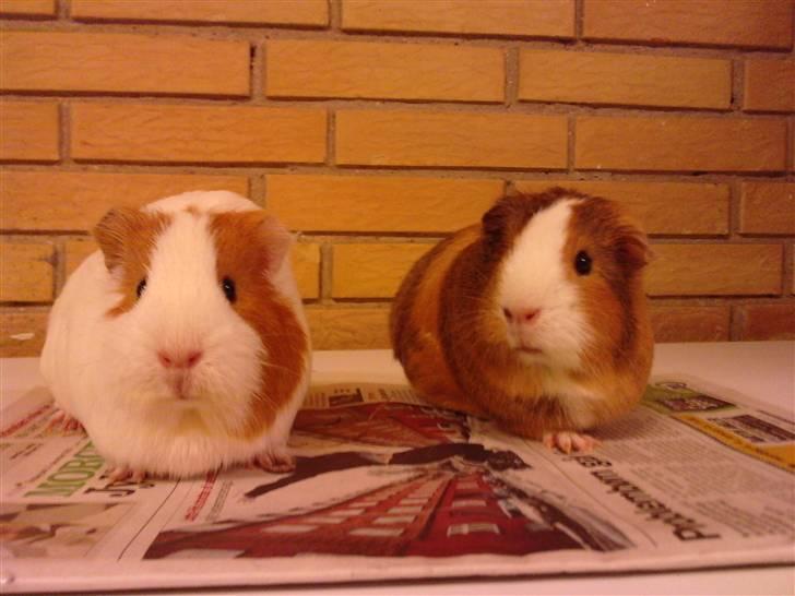 Marsvin Bella billede 5