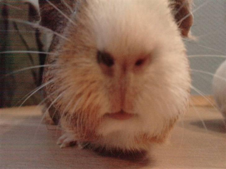 Marsvin Bella billede 6