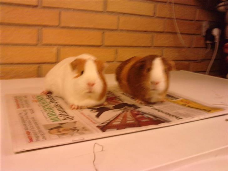 Marsvin Bella billede 7