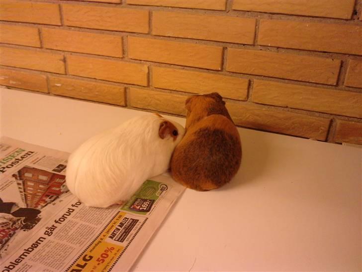 Marsvin Bella billede 8