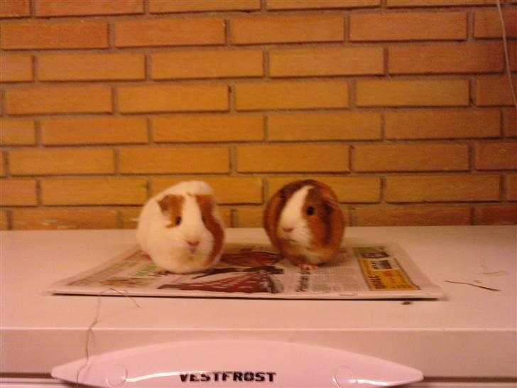 Marsvin Bella billede 9