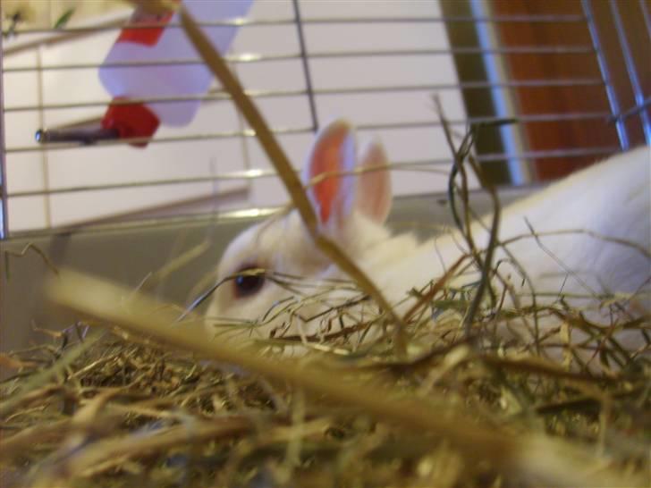 Kanin Brandy - Ligger og slapper a :D billede 8