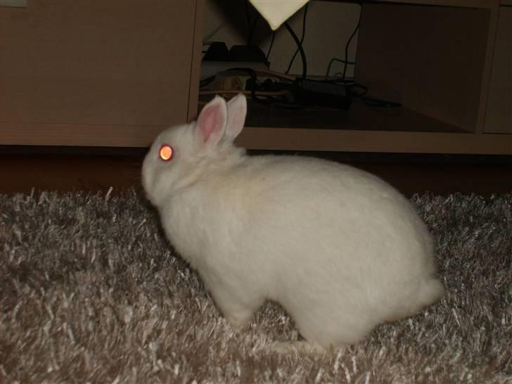 Kanin Brandy - Løs i stuen :D billede 9