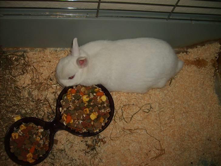 Kanin Brandy - Slapper a en dejligt varm dag :D billede 10