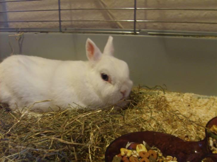 Kanin Brandy billede 11