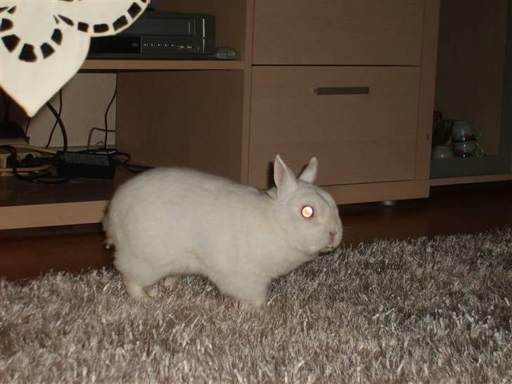 Kanin Brandy - Løs i stuen :D han var fuld a liv den aften :D billede 13