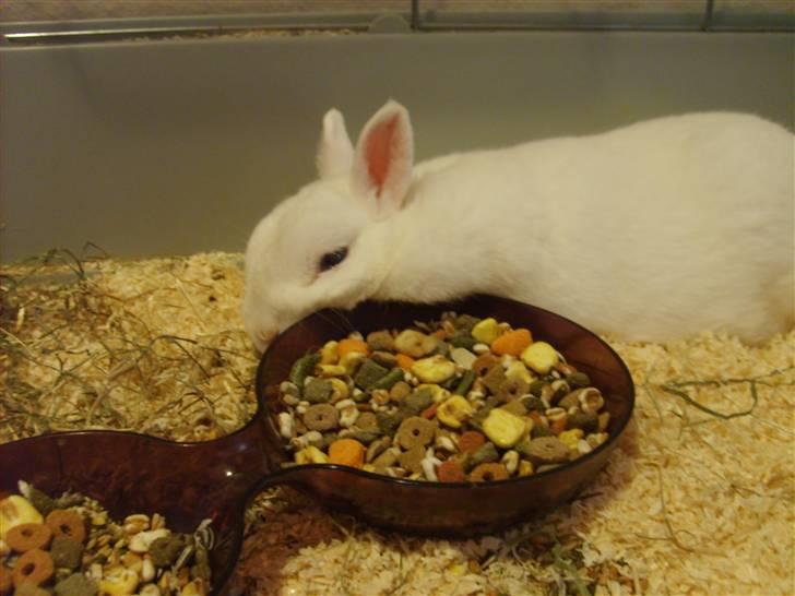 Kanin Brandy - Slapper a en dejligt varm dag :D billede 14