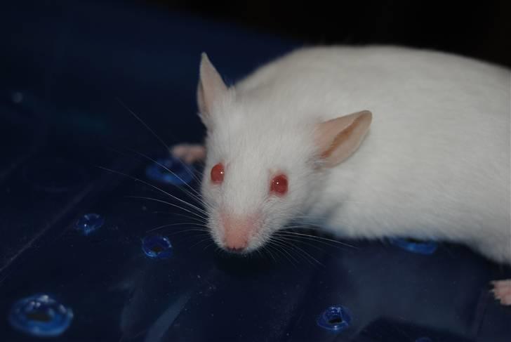 Mus Lille Mor (R.I.P) billede 1