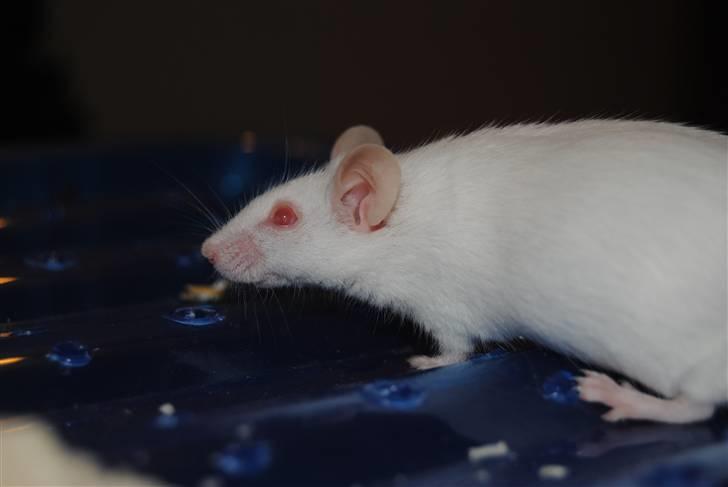 Mus Lille Mor (R.I.P) billede 2