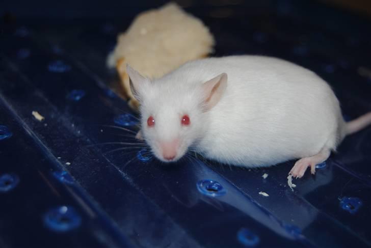 Mus Lille Mor (R.I.P) billede 3