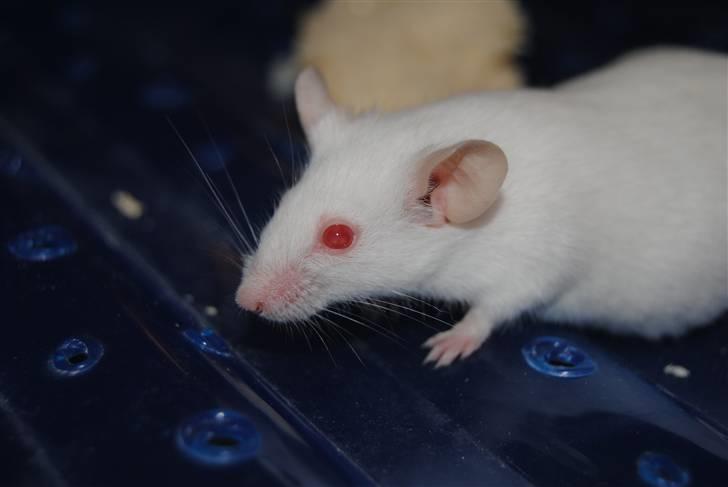 Mus Lille Mor (R.I.P) billede 4