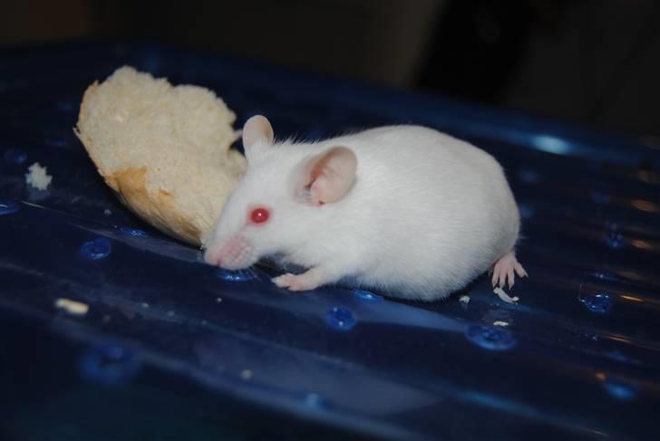 Mus Lille Mor (R.I.P) billede 5