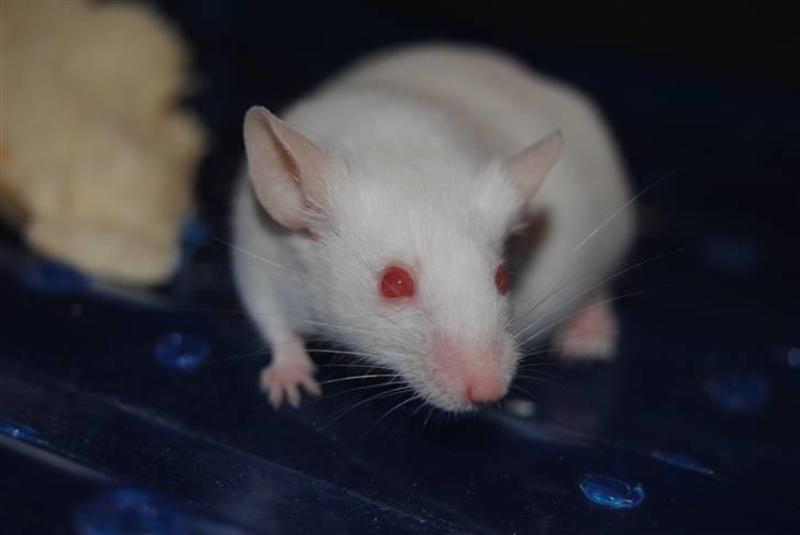 Mus Lille Mor (R.I.P) billede 6