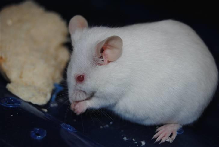 Mus Lille Mor (R.I.P) billede 7