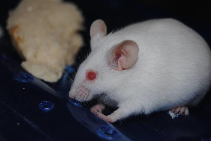 Mus Lille Mor (R.I.P) billede 8