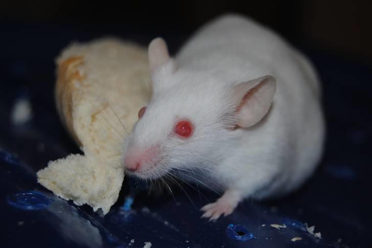 Mus Lille Mor (R.I.P) billede 9