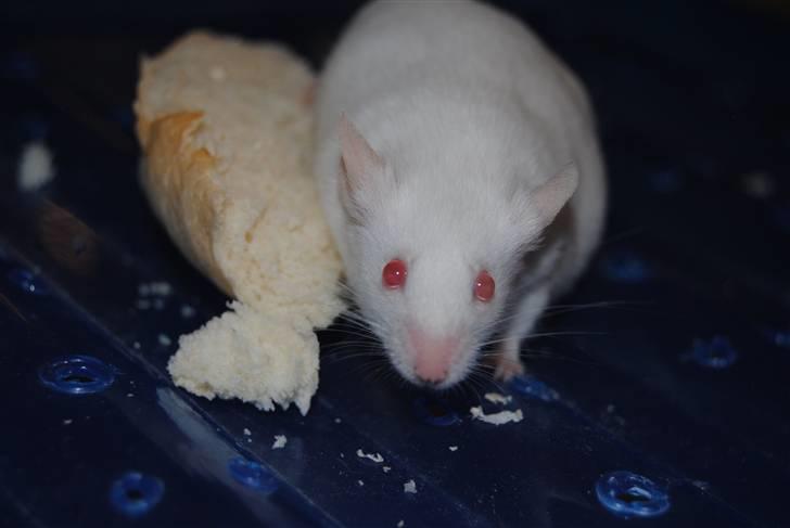 Mus Lille Mor (R.I.P) billede 10