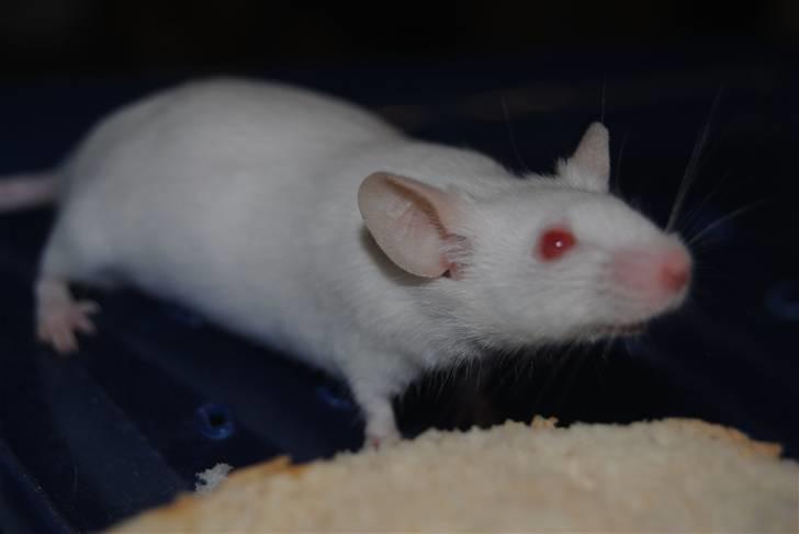 Mus Lille Mor (R.I.P) billede 11