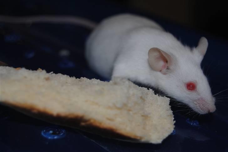 Mus Lille Mor (R.I.P) billede 12