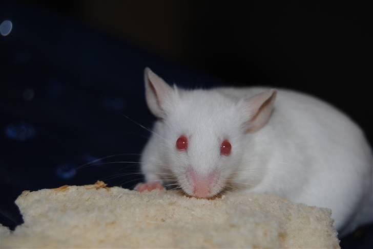 Mus Lille Mor (R.I.P) billede 13