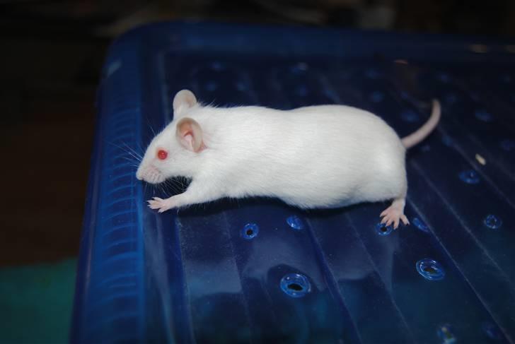 Mus Lille Mor (R.I.P) billede 14