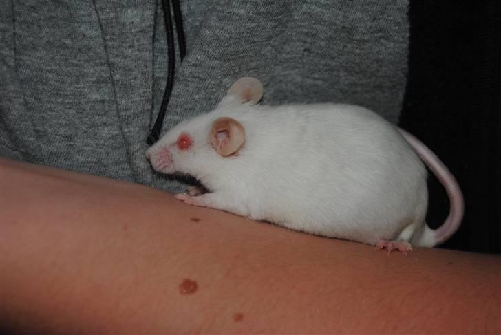 Mus Lille Mor (R.I.P) billede 15