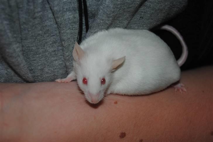 Mus Lille Mor (R.I.P) billede 16