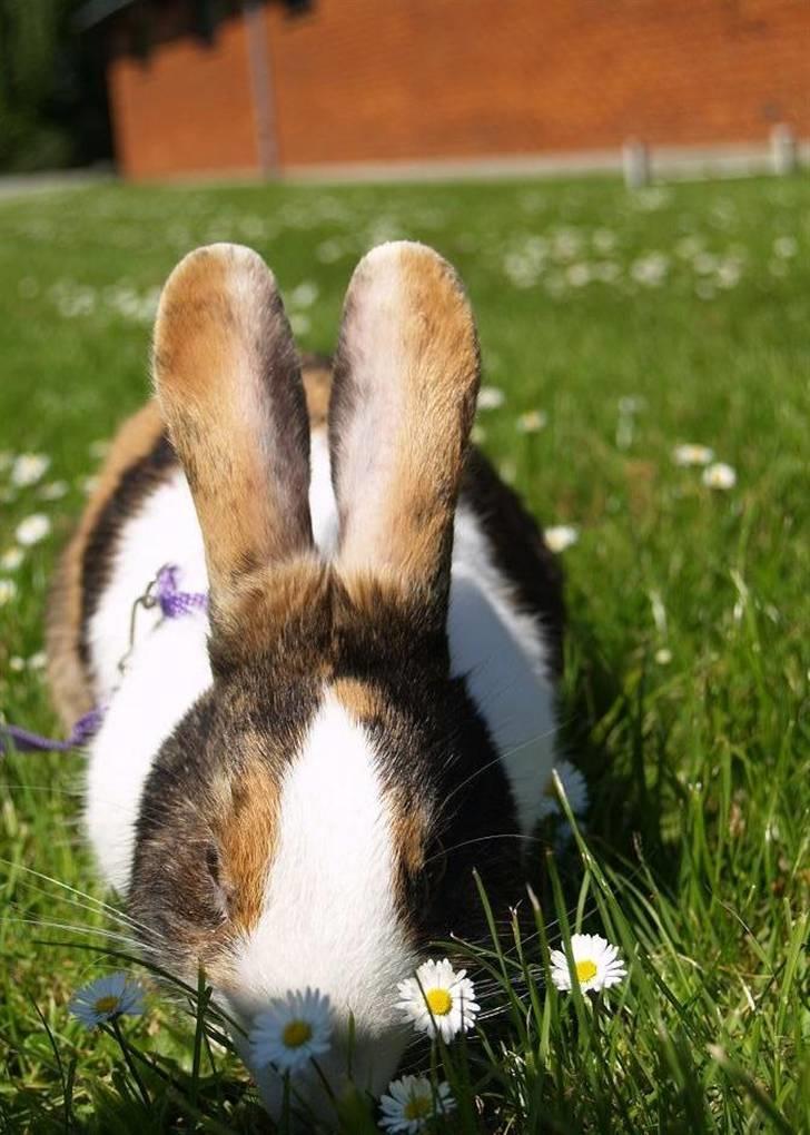 Kanin Mimrelunds Purple Rain billede 15