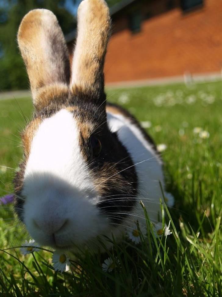 Kanin Mimrelunds Purple Rain billede 16