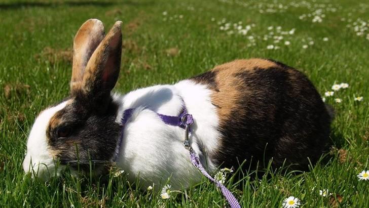 Kanin Mimrelunds Purple Rain billede 17