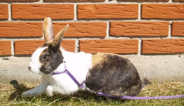 Kanin Mimrelunds Purple Rain billede 18