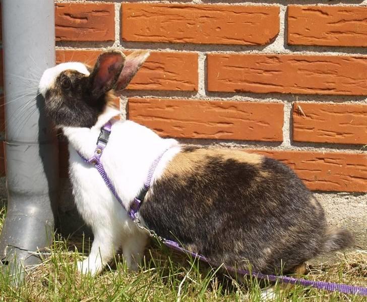 Kanin Mimrelunds Purple Rain billede 19